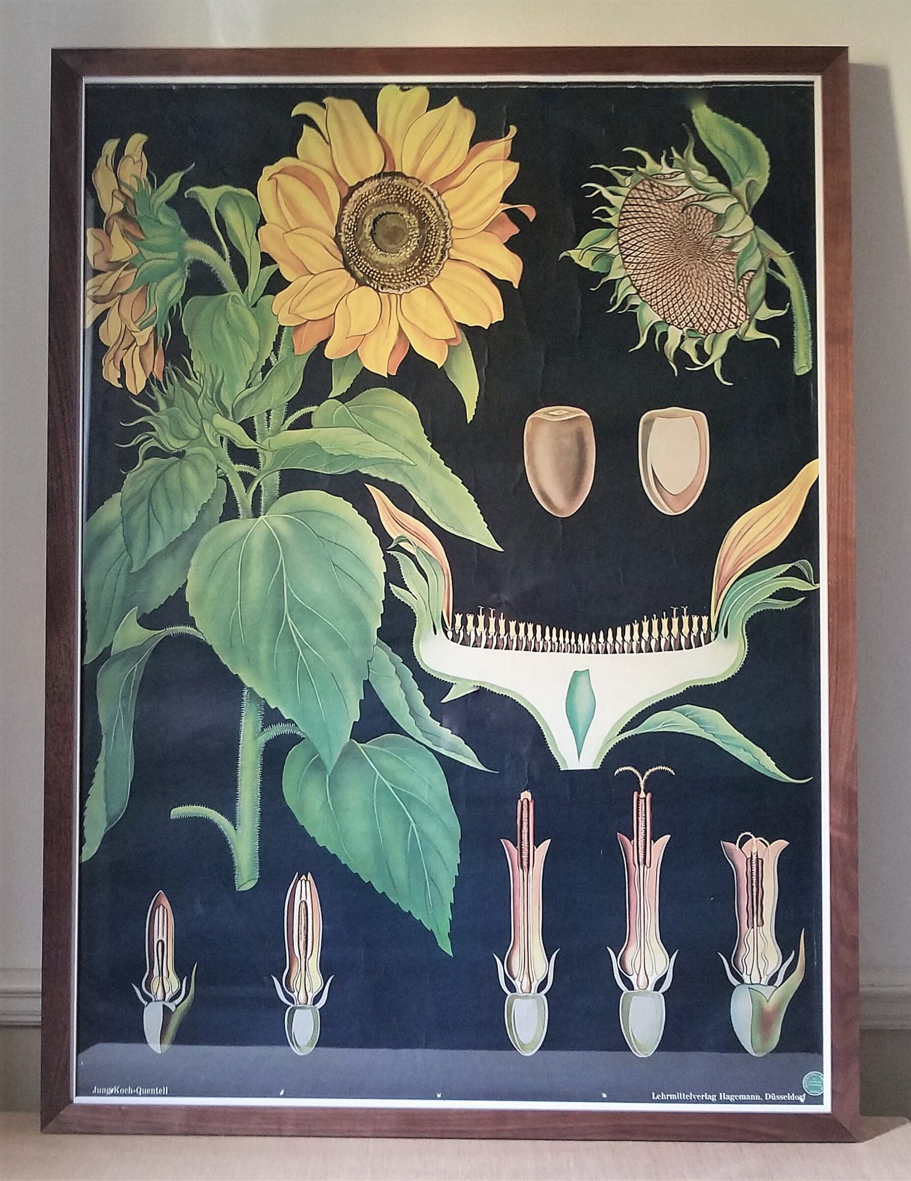 Sunflowers Botanical Print
